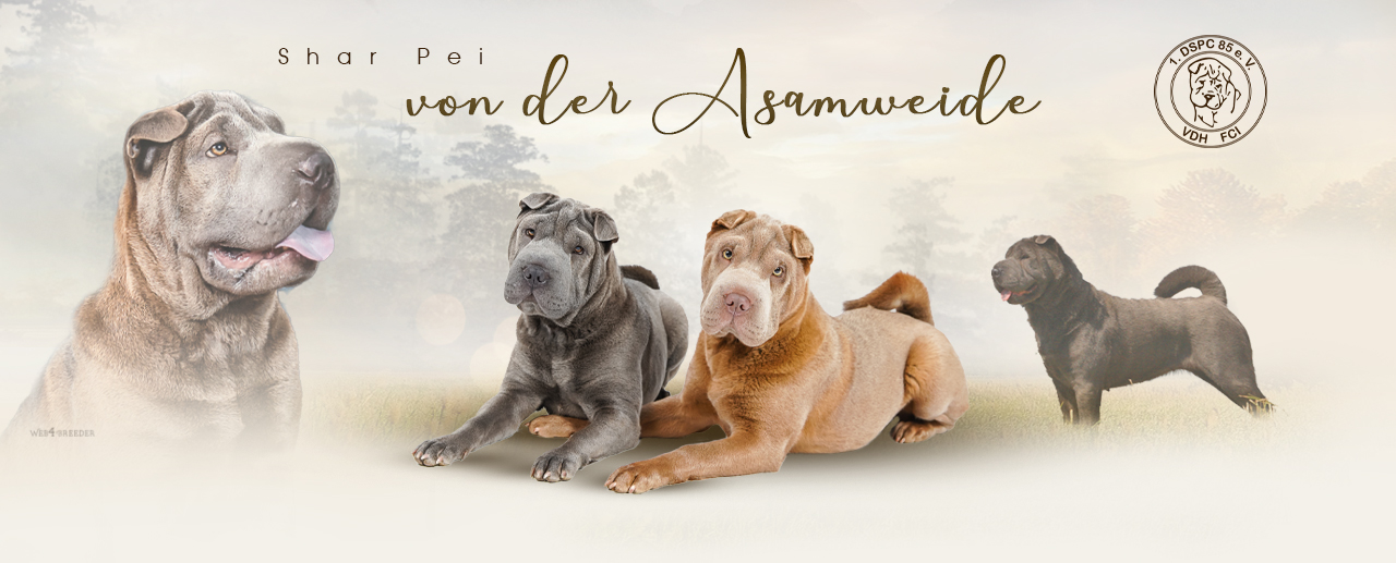 Shar Pei von der Asamweide